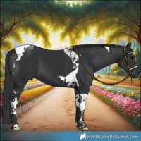 Horse Color:Black Tobiano