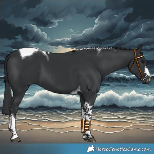 Horse Color:Black Tobiano 