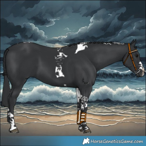 Horse Color:Black Tobiano 