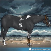 Horse Color:Black Tobiano