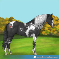 Horse Color:Black Tobiano 