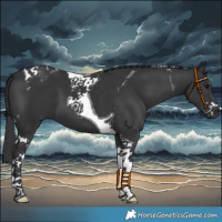 Horse Color:Black Tobiano