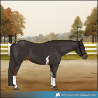 Horse Color:Liver Chestnut Tobiano 