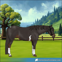 Horse Color:Liver Chestnut Tobiano