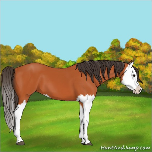 Horse Color:Bay Splash 