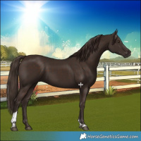 Horse Color:Liver Chestnut Tobiano