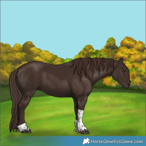 Horse Color:Liver Chestnut Tobiano 