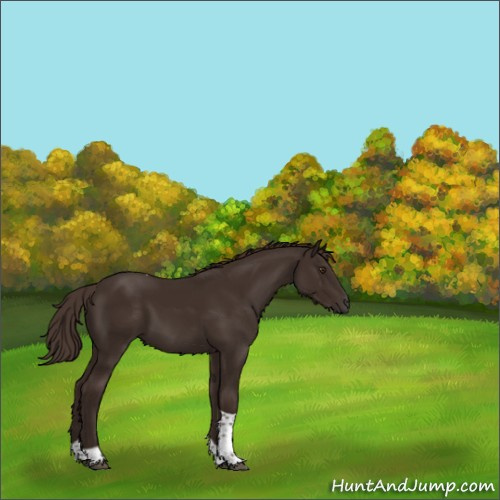 Horse Color:Liver Chestnut Tobiano 