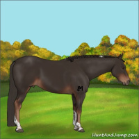Horse Color:Liver Chestnut Tobiano 