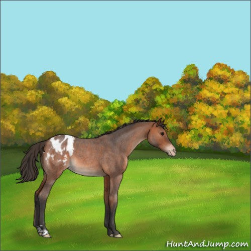 Horse Color:Bay Roan Appaloosa