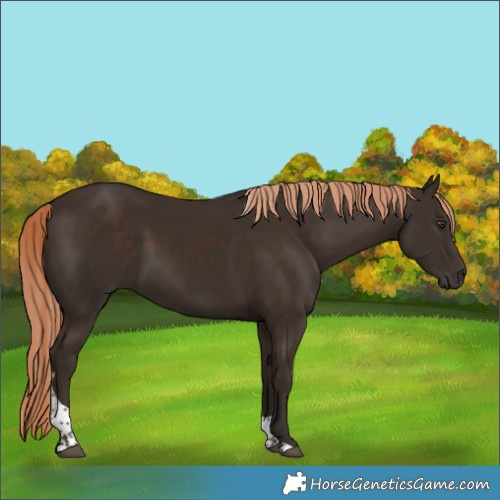 Horse Color:Liver Chestnut Tobiano 