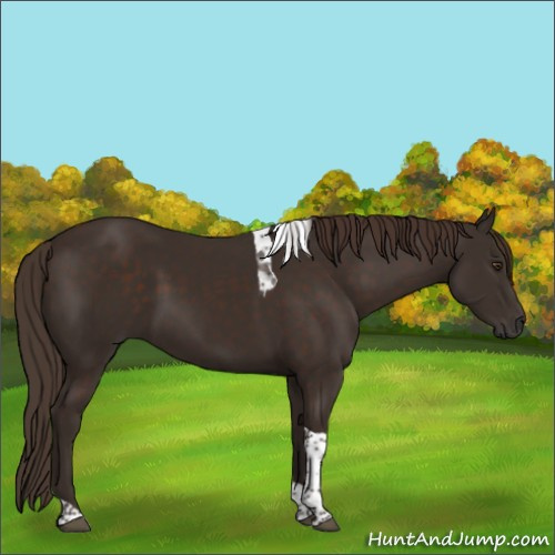 Horse Color:Liver Chestnut Tobiano