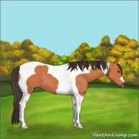 Horse Color:Bay Tobiano 