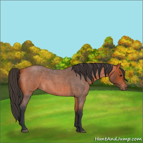 Horse Color:Bay Roan 