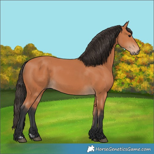 Horse Color:Bay 