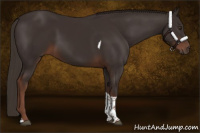 Horse Color:Liver Chestnut Tobiano