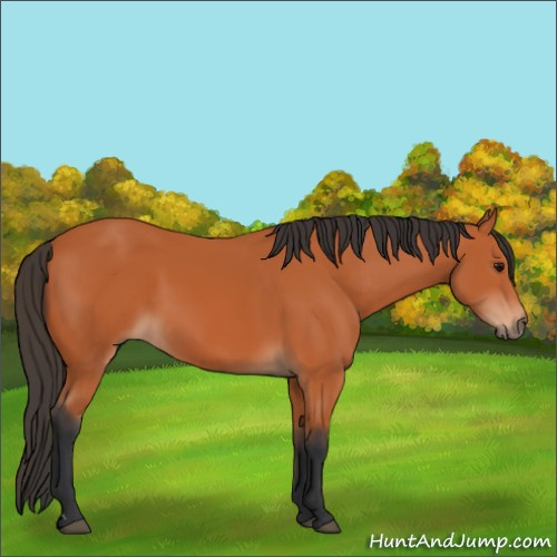 Horse Color:Bay 