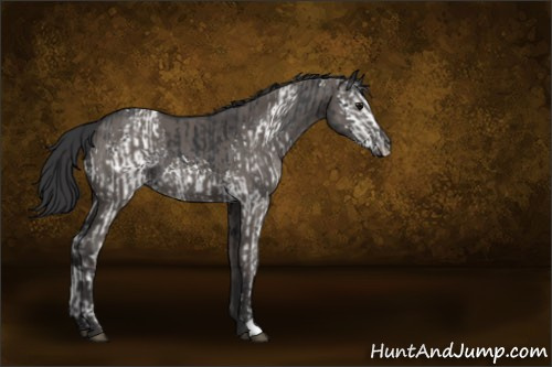 Horse Color:White Spotted Black  and Smoky Grullo 