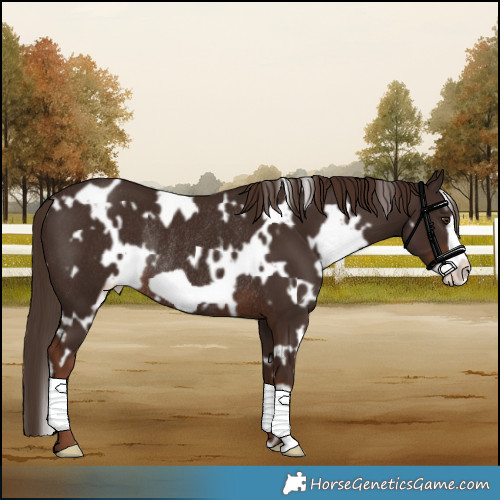 Horse Color:White Spotted Liver Chestnut Frame Rabicano 