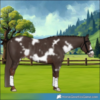 Horse Color:White Spotted Liver Chestnut Frame Rabicano