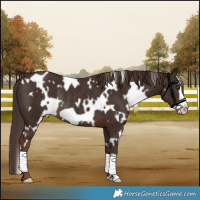 Horse Color:White Spotted Liver Chestnut Frame Rabicano