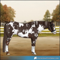 Horse Color:White Spotted Liver Chestnut Frame Rabicano 