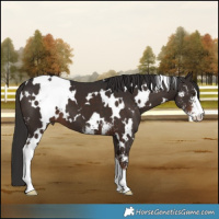 Horse Color:White Spotted Liver Chestnut Sabino 