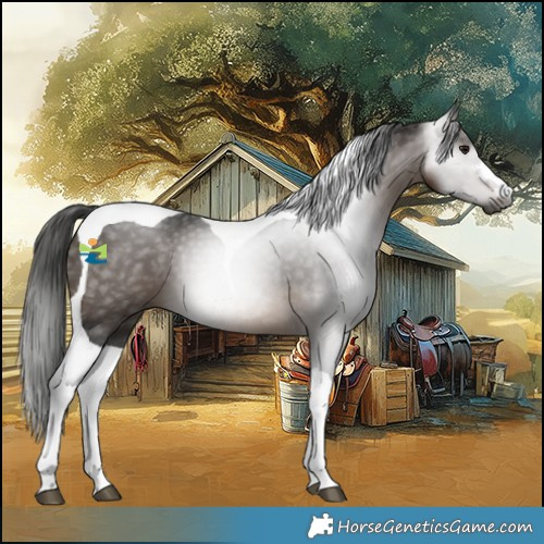 Horse Color:Gray Buckskin Tobiano 