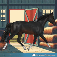 Horse Color:Gray Brown Tobiano 