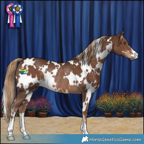 Horse Color:White Spotted Liver Chestnut Rabicano 