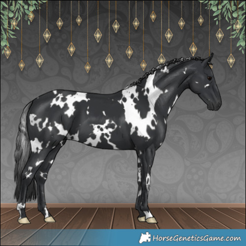 Horse Color:White Spotted Black 