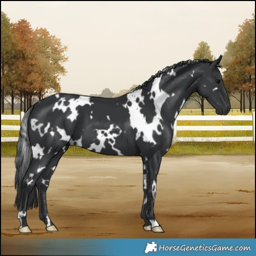 Horse Color:White Spotted Black 