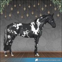 Horse Color:White Spotted Black 