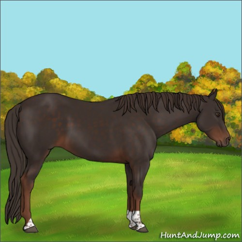 Horse Color:Liver Chestnut Tobiano 