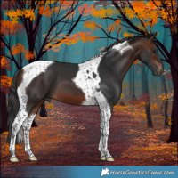 Horse Color:Brown Tobiano 