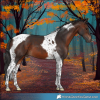 Horse Color:Brown Tobiano 