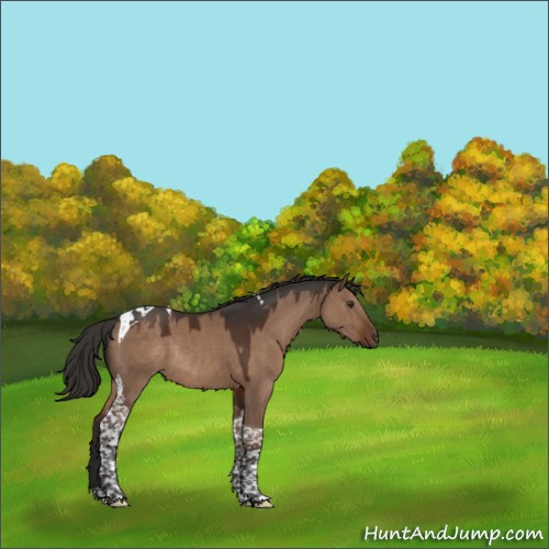 Horse Color:Liver Red Dun Tobiano Rabicano 