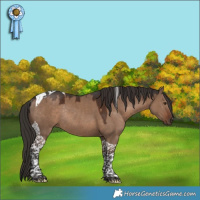 Horse Color:Liver Red Dun Tobiano Rabicano