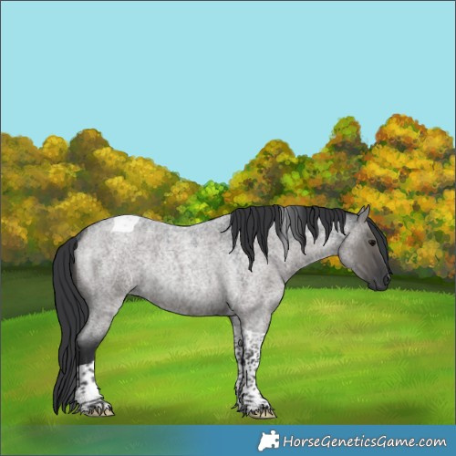 Horse Color:Grullo Roan Tobiano Rabicano 