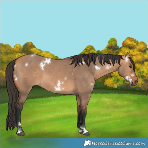 Horse Color:White Spotted Bay Dun Tobiano