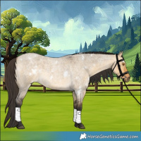 Horse Color:White Spotted Buckskin Roan Dun 