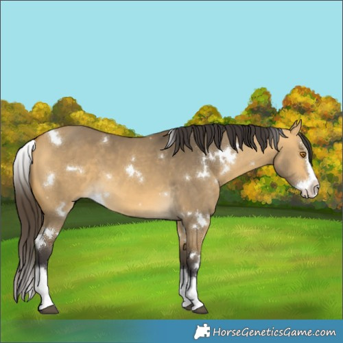 Horse Color:White Spotted Buckskin Dun Splash