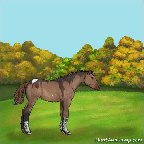 Horse Color:Liver Red Dun Tobiano Rabicano 