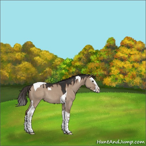 Horse Color:Liver Red Dun Splash Tobiano Rabicano 