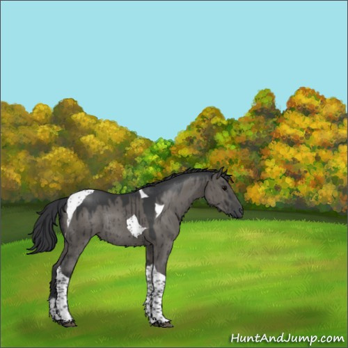 Horse Color:Grullo Tobiano Rabicano Brindle 