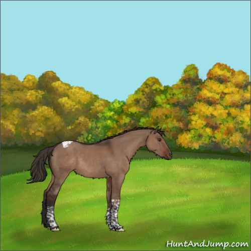 Horse Color:Liver Red Dun Tobiano Rabicano 