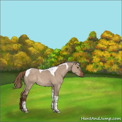 Horse Color:Liver Red Dun Tobiano Rabicano 