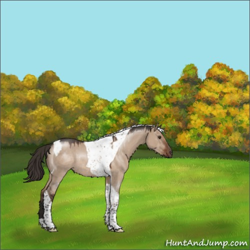 Horse Color:Liver Red Dun Tobiano Rabicano 