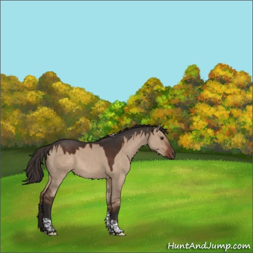 Horse Color:Liver Red Dun Tobiano Rabicano 