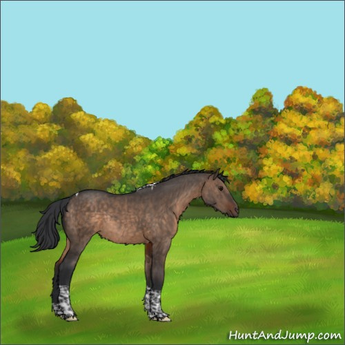 Horse Color:Brown Dun Tobiano Rabicano Brindle 